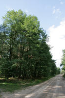 autumn, broad-leaf tree, broad-leaved tree, day, eye level view, forest, Kopanica, Poland, road, shady, sunny, treeline, Wielkopolskie