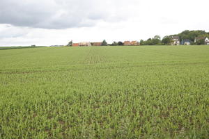 crop, day, eye level view, field, France, natural light, plant, spring