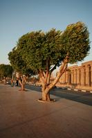 day, dusk, East Timor, Egypt, Egypt, eye level view, natural light, street, tree, vegetation