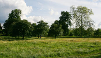 broad-leaf tree, broad-leaved tree, day, England, eye level view, grass, London, park, summer, sunny, The United Kingdom