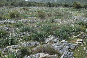 bush, Croatia, day, eye level view, natural light, plant, rockery, shrub, shrubbery, shrubland, Splitsko-Dalmatinska, spring