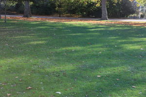 afternoon, autumn, day, England, eye level view, grass, leaf, London, park, sunny, The United Kingdom