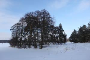 afternoon, bright, coniferous, day, deciduous, eye level view, Poland, shady, snow, tree, Wielkopolskie, winter, woodland