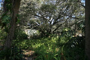 day, eye level view, fern, Florida, Miami, natural light, park, sunny, The United States, tree, tropical, vegetation, winter