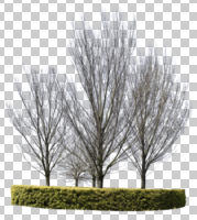 cutout, cutout trees, day, deciduous, eye level view, hedge, spring, sunny, treeline