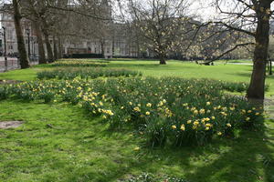 day, England, eye level view, flower, grass, greenery, London, park, spring, The United Kingdom, tree