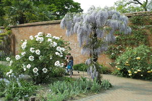 bush, day, England, eye level view, flower, garden, natural light, park, The United Kingdom, tree, wisteria tree, Woking