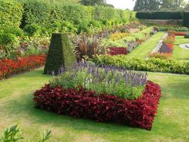 afternoon, bush, day, England, eye level view, flower, garden, natural light, park, plant, summer, sunny, The United Kingdom