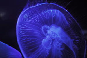 aquarium, artificial lighting, backlit, bright, close-up, jellyfish, Monaco, Monte Carlo, Monte-Carlo, orthogonal