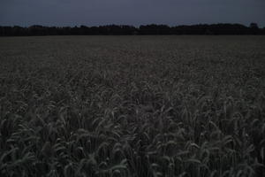 crop, dark, dusk, evening, eye level view, field, Poland, summer, Wielkopolskie