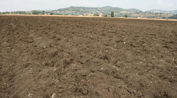 Assisi, day, diffuse, diffused light, eye level view, field, Italia , summer, Umbria