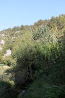 bush, Croatia, day, elevated, Karlovacka, mountain, sunny, tree, vegetation