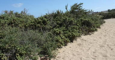 Canarias, day, direct sunlight, dunes, eye level view, Las Palmas, shrub, Spain, spring, sunny