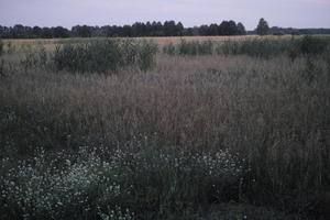 dark, dusk, evening, eye level view, field, grassland, Poland, summer, Wielkopolskie