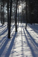 afternoon, backlight, bright, coniferous, day, eye level view, Poland, snow, sunny, tree, Wielkopolskie, winter, woodland