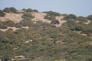 Agios Nikolaos, autumn, day, eye level view, Greece, hill, Lasithi, shrubland, tree, vegetation