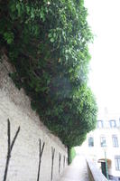 Belgium, below, Brussels, bush, day, natural light, summer, vegetation