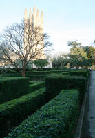 dusk, England, eye level view, garden, hedge, Oxford, The United Kingdom, tree, vegetation, winter