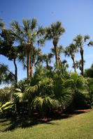 day, eye level view, Florida, garden, Miami, natural light, palm, sunny, The United States, tropical, vegetation, winter