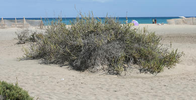 Canarias, day, direct sunlight, dunes, eye level view, Las Palmas, shrub, Spain, spring, sunny