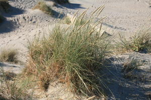 above, beach, Belgium, close-up, day, dunes, grass, summer, sunny