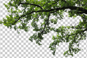 below, branch, broad-leaf tree, broad-leaved tree, cutout, cutout trees, day, oak, summer, sunny