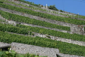 below, crop, day, hill, Lausanne, natural light, summer, sunny, Switzerland, Vaud, vegetation, vineyard