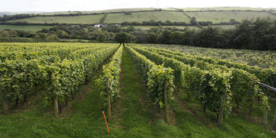 autumn, day, diffuse, diffused light, England, eye level view, field, The United Kingdom, vine