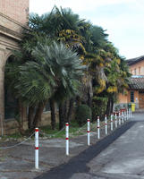 bollard, day, diffuse, diffused light, eye level view, Italia , natural light, palm, Phoenix roebelinii, Siena, street, Toscana