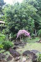 ambient light, day, eye level view, flower, garden, Kedah, Malaysia, overcast, tree, vegetation