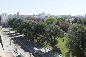 broad-leaf tree, broad-leaved tree, day, elevated, park, Porto, Porto, Portugal, spring, street, sunny