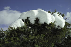 below, coniferous, day, evergreen, France, Greolieres, Provence Alpes Cote D