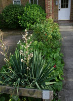 day, England, eye level view, flower, flowered bush, garden, London, plant, summer, sunny, The United Kingdom