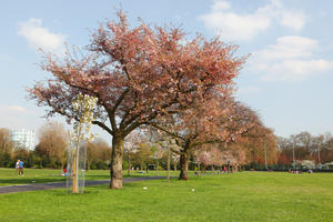 blooming, blossom, day, deciduous, England, eye level view, grass, London, park, spring, sunny, The United Kingdom, tree