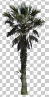 cutout, cutout plants, cutout trees, day, direct sunlight, evergreen, eye level view, Mexican fan palm, natural light, palm, plant, spring, sub-tropical, sunny, tree, tropical, Washingtonia robusta