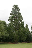 Abingdon, coniferous, day, England, eye level view, natural light, park, pine, summer, The United Kingdom, tree