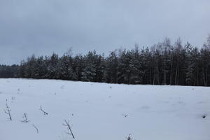 eye level view, forest, overcast, Poland, snow, tree, Wielkopolskie, winter, Wolsztyn