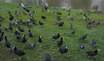 bird, day, England, eye level view, grass, London, park, spring, The United Kingdom