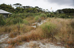 day, diffuse, diffused light, eye level view, grass, natural light, New Zealand, overcast, reed, sand dune, summer, West Coast