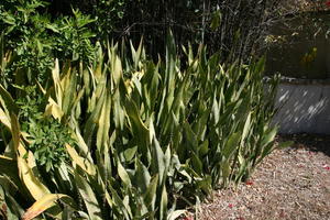 day, Florida, garden, lowered, plant, Sarasota, sunny, sunshine, The United States, vegetation, winter