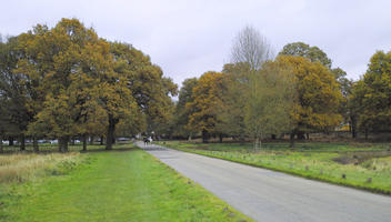 afternoon, autumn, cloudy, day, deciduous, eye level view, grass, open space, outdoors, park, road, tree, vegetation