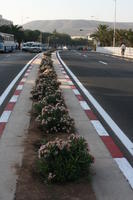 Agadir, autumn, car, dusk, eye level view, flower, Morocco, plant, street, sunlight, sunny, sunshine