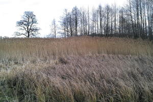 ambient light, countryside, day, eye level view, grass, long grass, marsh, Poland, treeline, Wielkopolskie, winter, Wolsztyn