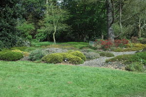 bush, day, England, eye level view, garden, grass, natural light, park, plant, The United Kingdom, Woking