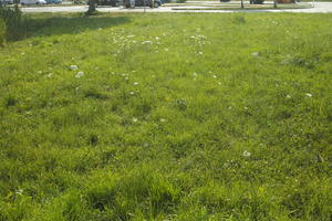 Croatia, day, direct sunlight, eye level view, grass, summer, sunny