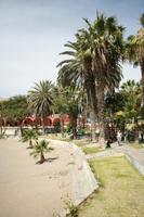 day, desert, direct sunlight, eye level view, Ica, palm, Peru, spring, sunlight, sunny, sunshine, vegetation