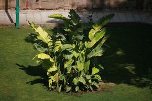 bush, day, East Timor, Egypt, Egypt, elevated, garden, natural light, vegetation