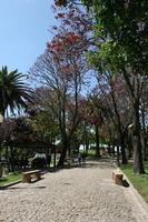 alley, bench, broad-leaf tree, broad-leaved tree, day, eye level view, palm, park, Phoenix canariensis, Porto, Porto, Portugal, spring, sunny