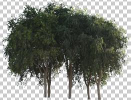 broad-leaf tree, broad-leaved tree, cutout, cutout trees, day, eye level view, summer, sunny