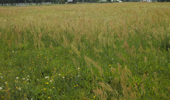 day, diffuse, diffused light, eye level view, grass, grassland, natural light, Poland, summer, Wielkopolskie